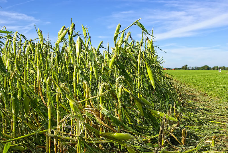 Damanged Corn Field from Hail